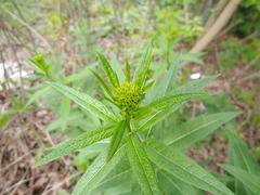 Sisymbrium strictissimum