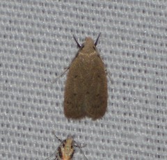 Inga obscuromaculella