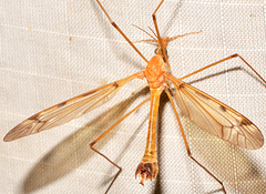 Tipula fuliginosa