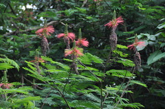 Calliandra houstoniana