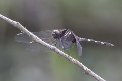 Erythemis plebeja