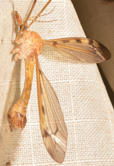 Tipula fuliginosa