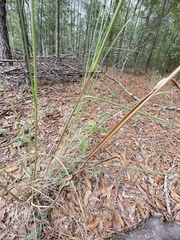Andropogon gyrans