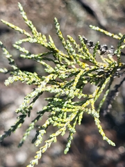 False Rosemary (Stoebe passerinoides)