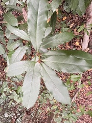 Photinia serratifolia