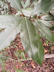 Photinia serratifolia