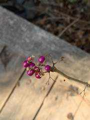 Callicarpa
