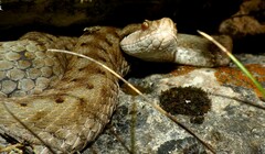 Vipera aspis zinnikeri