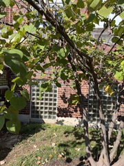 Cercis canadensis