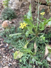 Diplotaxis ibicensis