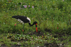 Ephippiorhynchus senegalensis