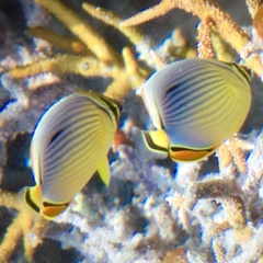 Chaetodon trifasciatus