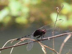 Erythemis plebeja