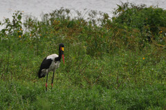 Ephippiorhynchus senegalensis