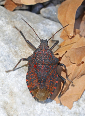 Apodiphus amygdali