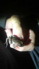 Leptodactylus natalensis