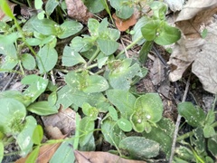 Richardia brasiliensis