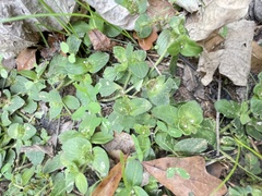 Richardia brasiliensis