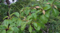 Hymenodictyon
