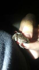 Leptodactylus natalensis