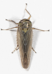 Limotettix parallelus