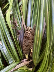 Freycinetia banksii
