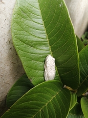 Hyperolius marmoratus