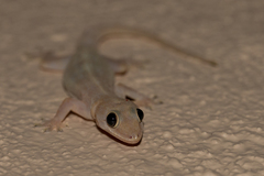Hemidactylus mabouia