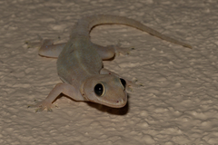 Hemidactylus mabouia