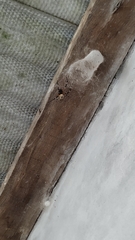 Nephilingis cruentata