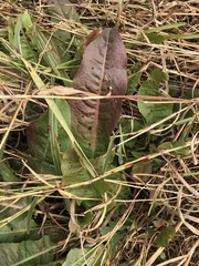 Rumex obtusifolius