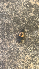 Harmonia axyridis