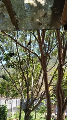 Ramphastos dicolorus