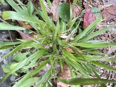 Dichanthelium laxiflorum