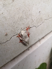 Hyperolius marmoratus