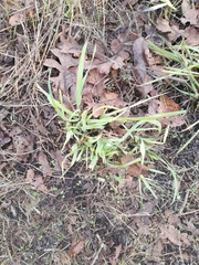 Camassia