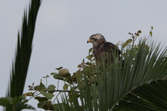 Circaetus cinerascens
