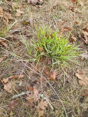 Camassia