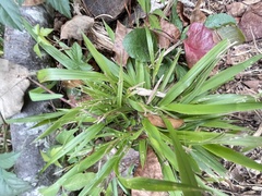 Dichanthelium laxiflorum