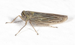 Limotettix parallelus