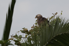 Circaetus cinerascens
