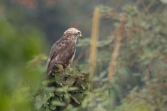 Circaetus cinerascens