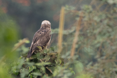 Circaetus cinerascens