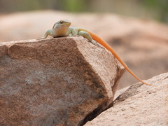 Trachylepis margaritifera