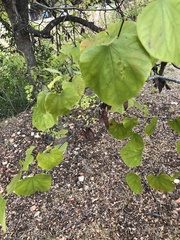 Cercis canadensis
