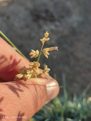 Eragrostis nindensis