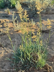 Eragrostis nindensis