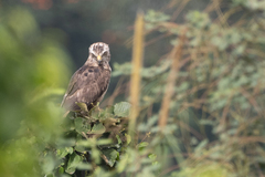 Circaetus cinerascens