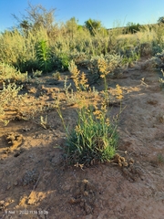 Eragrostis nindensis