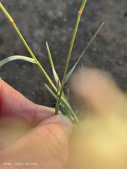 Eragrostis nindensis
